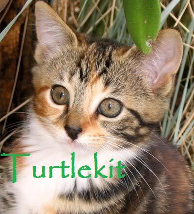 File:Turtlekit.jpg