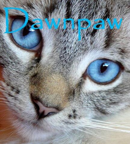 File:Dawnpaw.jpg
