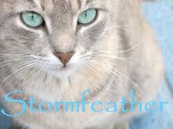 Stormfeather