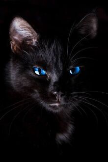 Cat-with-blue-eyes-familiars-the-black-cat-pinterest-black-cats