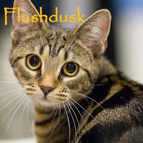 File:Flashdusk.jpg