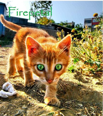 File:Firepetal.jpg