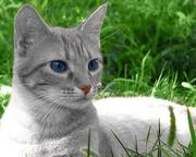 ImagesCABDGWO3