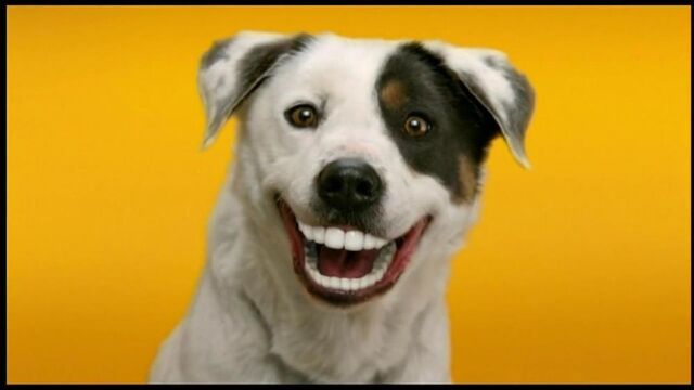 File:Pedigree dentastix.jpg