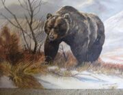 Mountain Bear-Jake