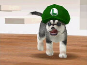 Nintendogs1