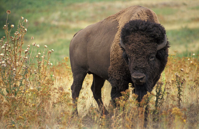 File:American bison k5680-1-1-.jpg