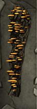 File:Fungal Growth Leg.jpg