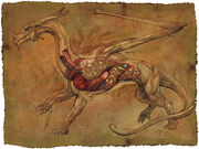 Dragonanatomy