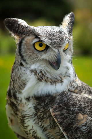 File:Horned1b.jpg