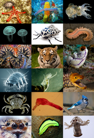 File:Animal diversity.png
