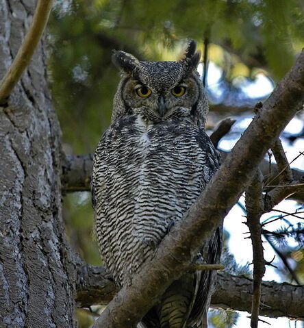 File:556px-Bubo virginianus -Canada-6.jpg