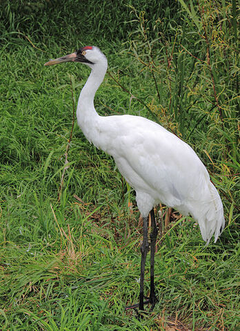 File:435px-Grus americana Sasata.jpg