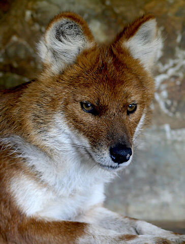 File:Dhole.jpg