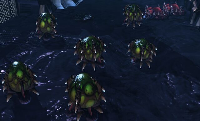 File:Cocoons.jpg