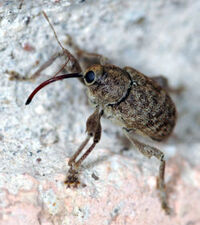 Anthonomus grandis.jpg