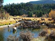 Elk RMNP