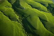 Tallgrass overhead
