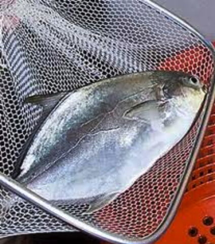 File:Pompano.jpg