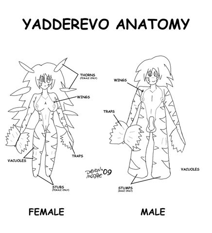 File:Yadderevo Anatomy.png