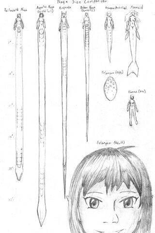 File:Sizechart.jpg