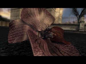 MortifiliaFlower.jpg