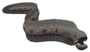 Morayeel