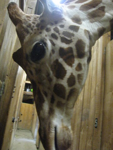 File:Zoo2.jpg