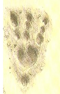 European Dragon Footprint