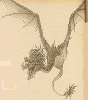 Am. Amphithere Dragon