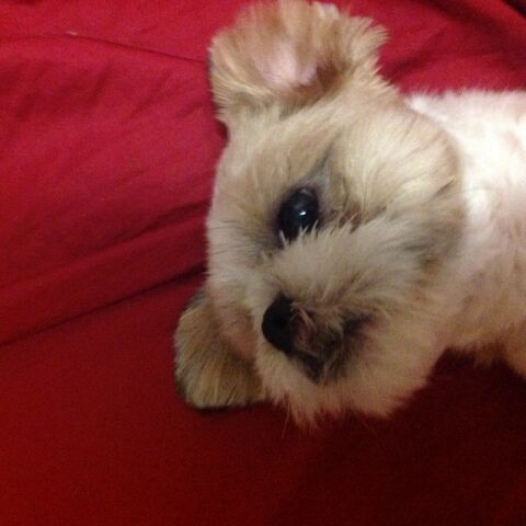 File:Mydogstaresatme.jpg