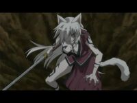 Himaridemoncat