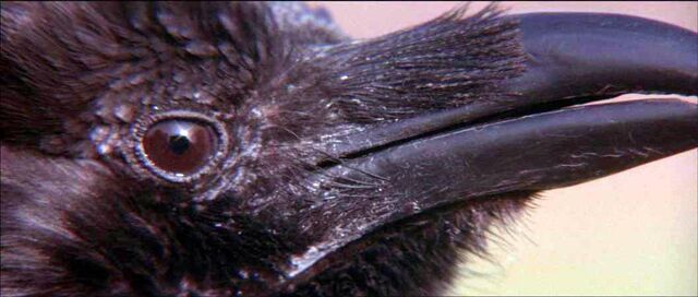 File:RavenCloseUp.jpg