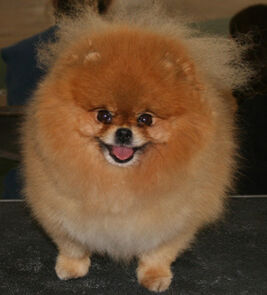 Pomeranian picture