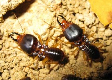 Macrotermes-carbonarius-major-soldiers