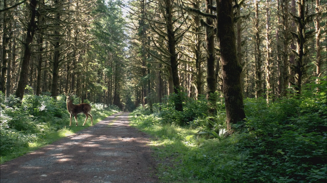Fichier:1x03 forêt enchantée.png