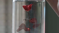 5x03 rose enchantée pétales