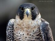 Halcon-peregrino1.jpg