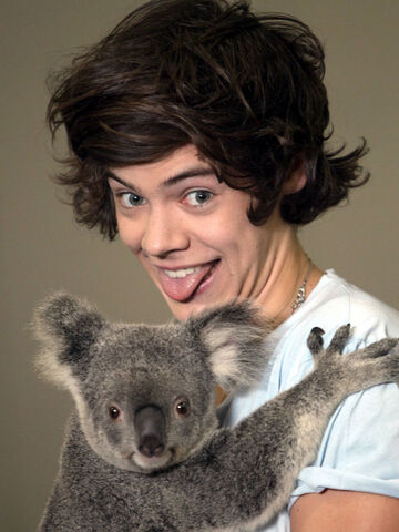 Datei:Harry-styles-koala.jpg