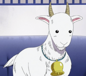 Capra di Sengoku