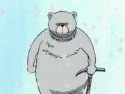 Urso Alpinista