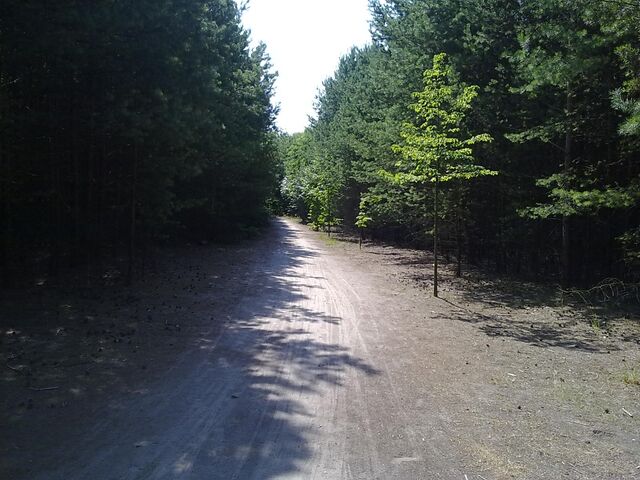 Datei:Bild 16 Braumannweg Wald.jpg