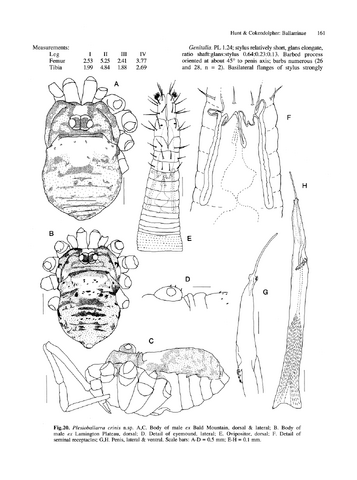 File:Plesioballarra crinis h-c-1991.png