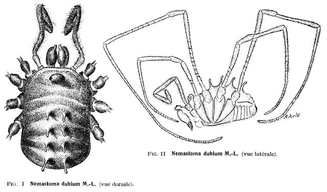 File:Nemastomella dubia (Mello-Leitão, 1936).jpg