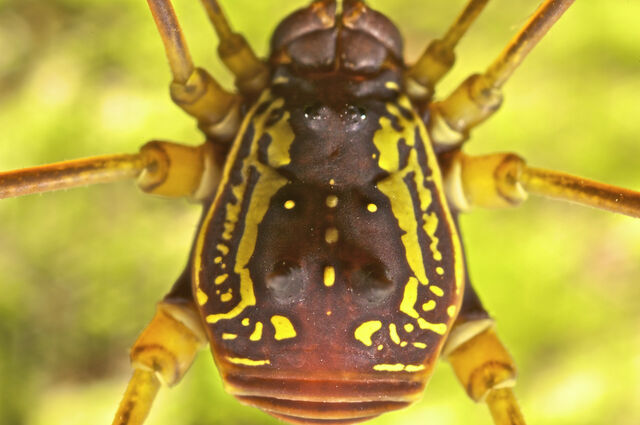 File:Paecilaema sexlineata G&G - adrik det - between Amatuk and Waratuk, Guyana - P Bertner.jpg