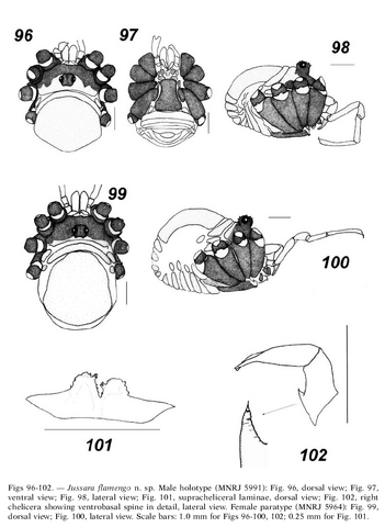 File:Jussara flamengo 29.png