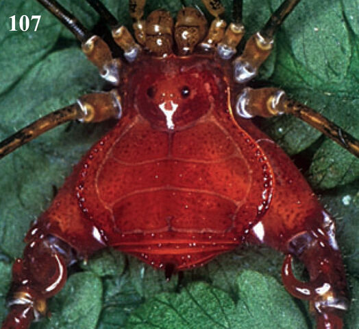 File:Bouguyia bocaina by Yamaguti.jpg