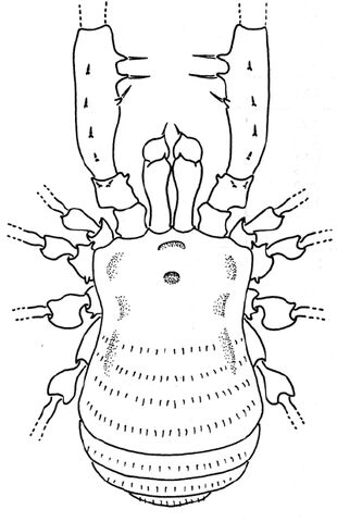 File:Picunchenops dorsal.jpg