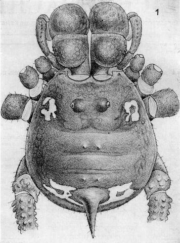 File:Trinimontius darlingtoni.jpg