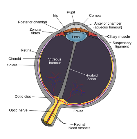 File:Eye.png